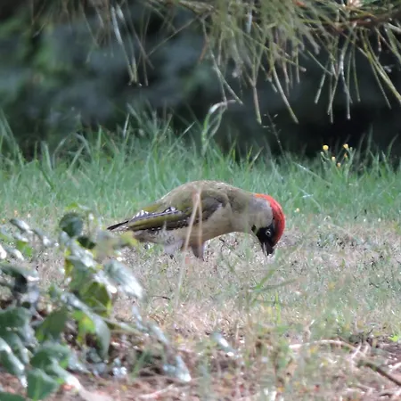 Logis Du Parc 3* Saint-Fulgent