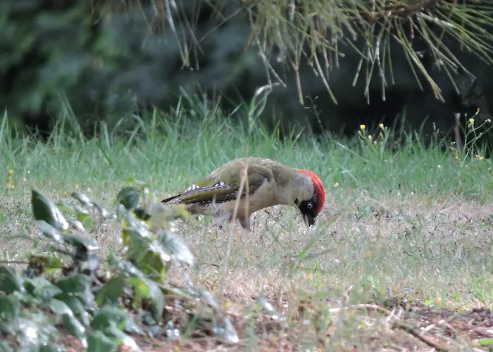 罗格斯都帕克酒店 3* Saint-Fulgent